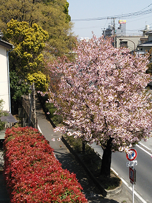 今年の4月に平塚に打ち合わせに行った時の1枚。季節ごとに表情を変える平塚の街並みは、見た目にも楽しませてくれます。